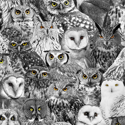 Timeless Treasures Wicked Owl Eyes Fabric